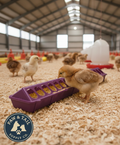 Little Giant 20" Plastic Flip-Top Poultry Ground Feeder, Purple Chickens Birds 2-Pack