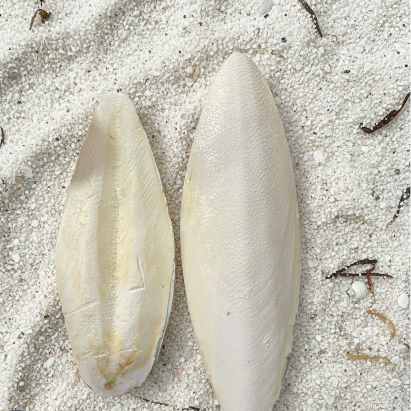 Cuttlebone Calcium Combo Pack 6” + 10” Natural Calcium for Birds & Reptiles