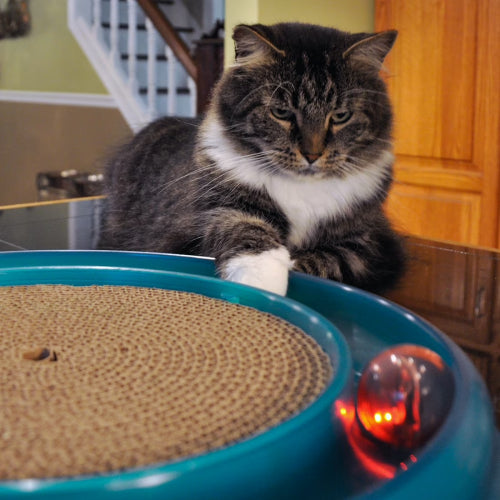 Bergan Turbo Scratcher Cat Toy Upgrade Bundle